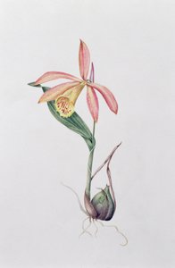 Pleione Zeus Wildstein